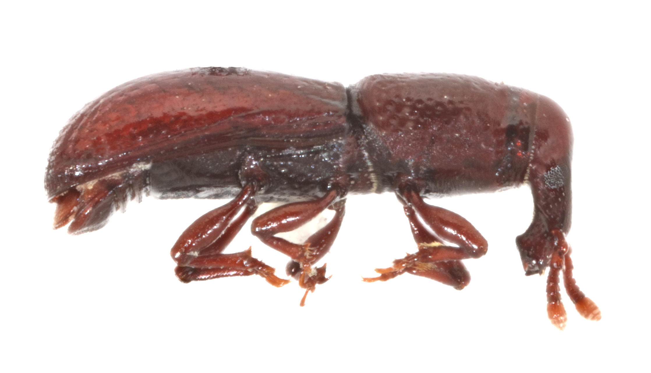 Pseudopentarthrum towerensis San Cristóbal Island. Specimen housed in the ICCDRS collection (ICCDRS 10049). Photo: María Sol Herrera, CDF, 2024.